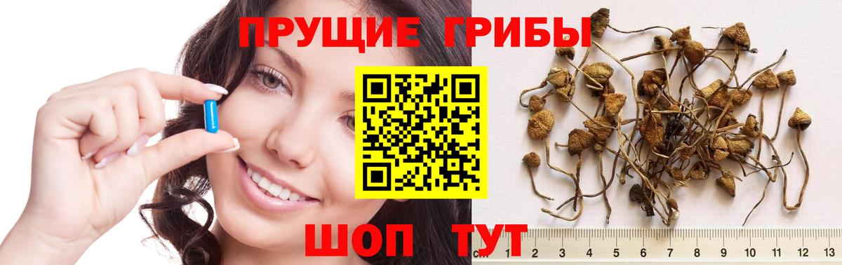 Псилоцибиновые грибы Psilocybe Приморско-Ахтарск